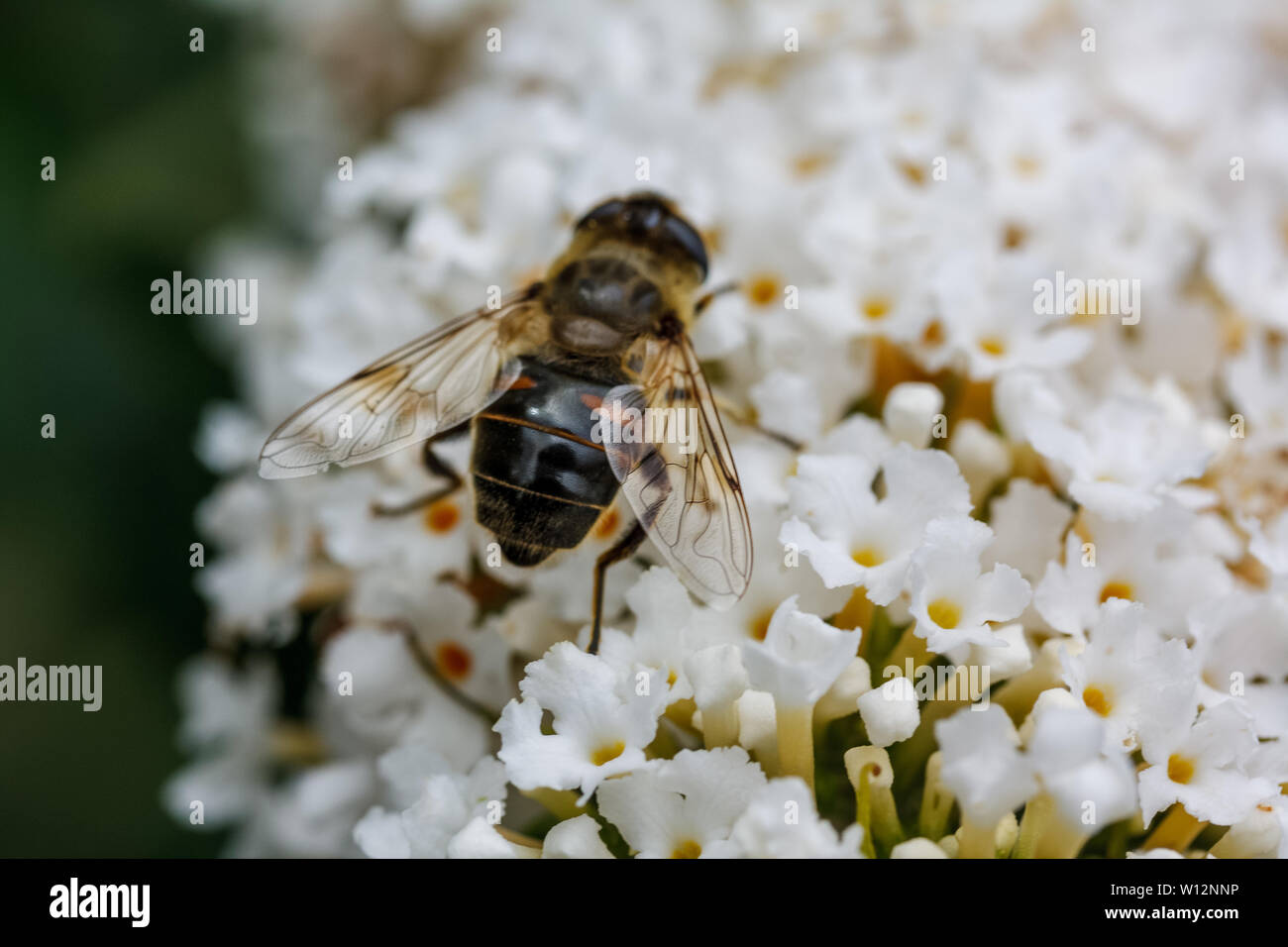 A bee walking across white flowers Stock Photo