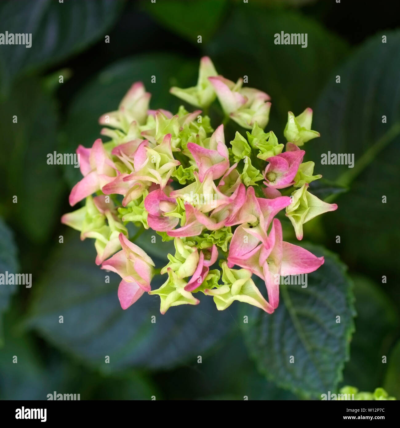 Hydrangea Flower turning Green to Pink Stock Photo Alamy