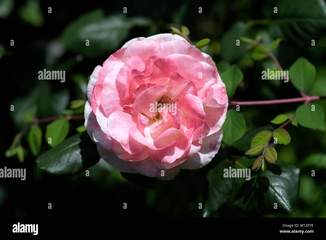A single rose flower turning from white to pink Stock Photo Alamy