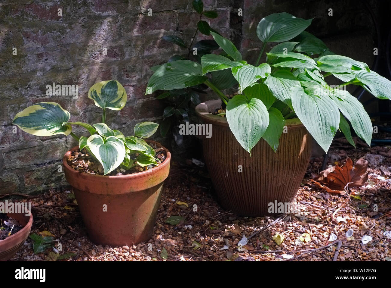 Hosta plants growing in a shaded area Stock Photo