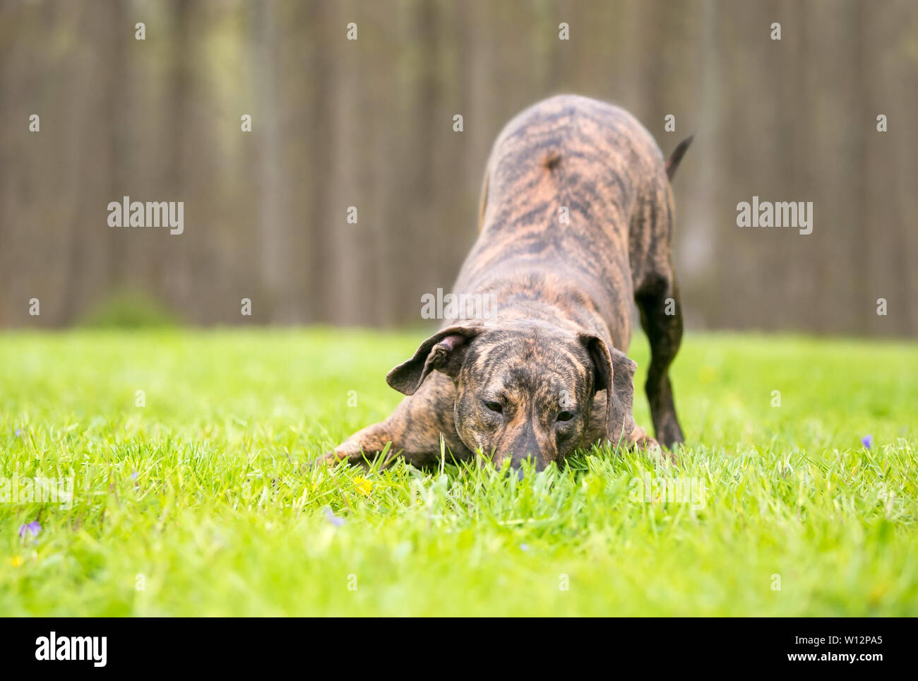 A playful brindle mixed breed dog in a play bow position Stock Photo