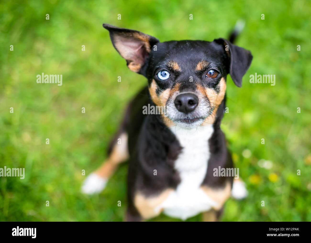A cute tricolor mixed breed dog with floppy ears and heterochromia, one