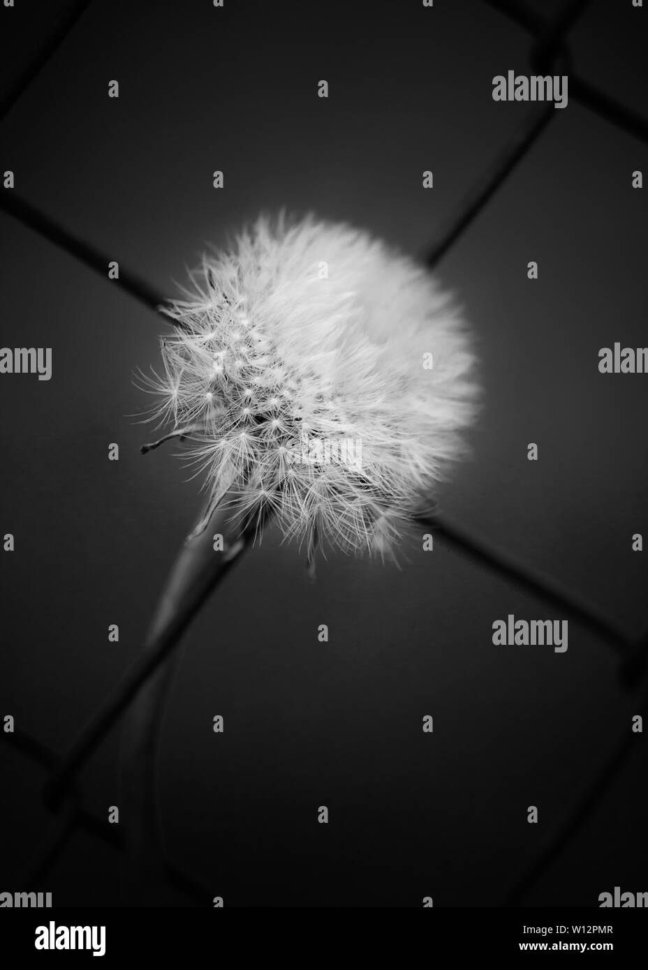 Photo of one dandelion taken close-up. Macro shoto. Black and white photo. Stock Photo