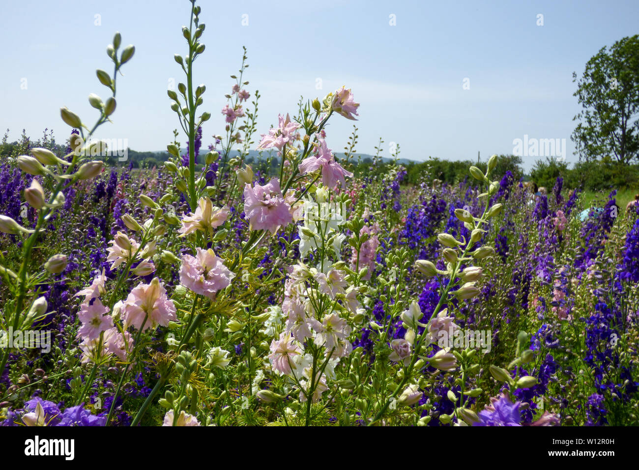 THE CONFETTI FIELDS, WICK, PERSHORE, WORCESTERSHIRE Stock Photo Alamy