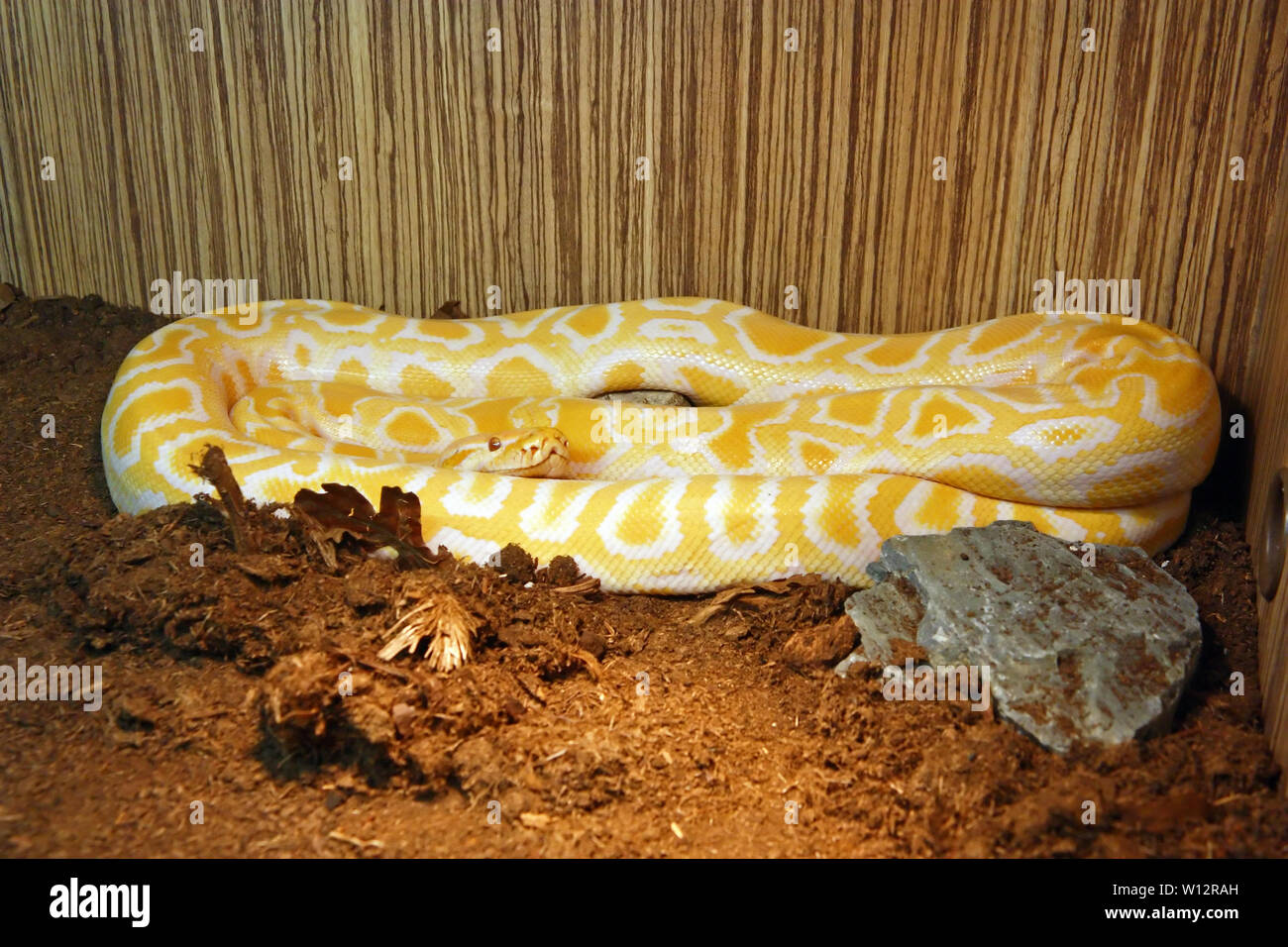 The Burmese python (python bivittatus), is a python species found in tropical South and Southeast Asia Stock Photo