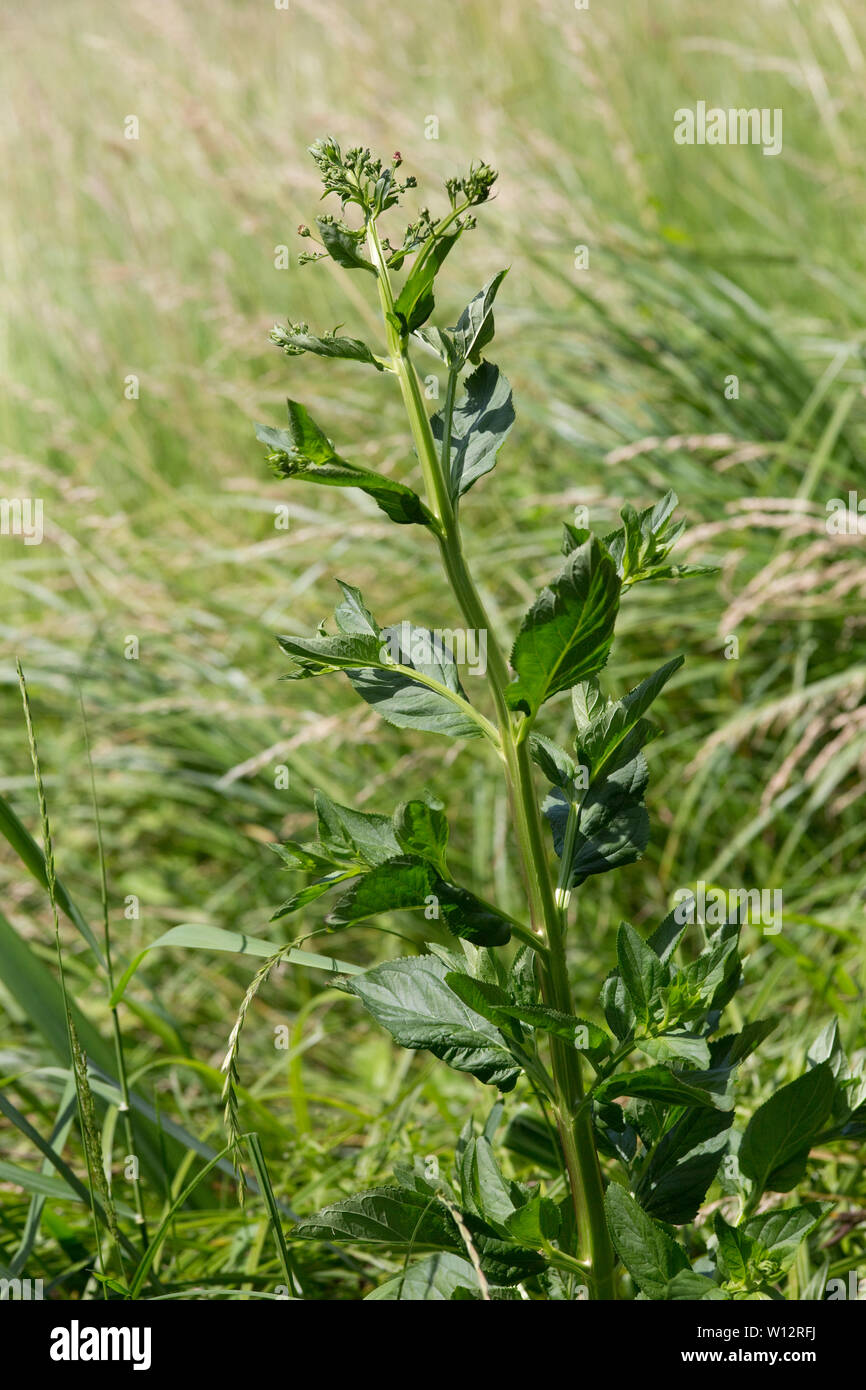 Geflügelte Braumwurz (Scrophularia umbrosa) - ganze Pflanze im Habitat Stock Photo