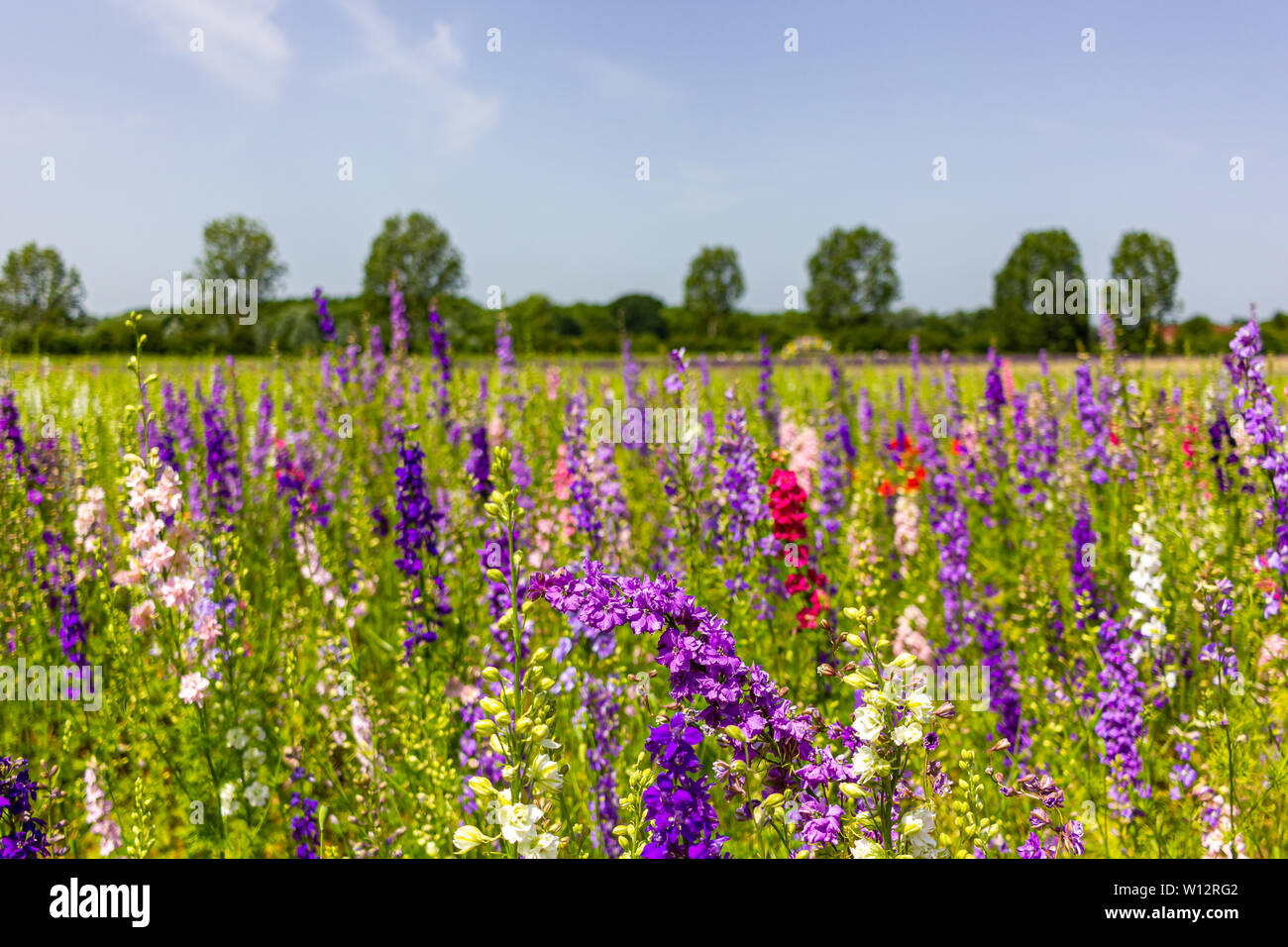 THE CONFETTI FIELDS, WICK, PERSHORE, WORCESTERSHIRE Stock Photo Alamy