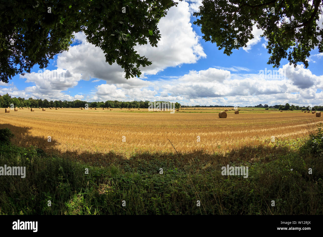 Wide panorama of a field of hay bales after harvesting in summer ...