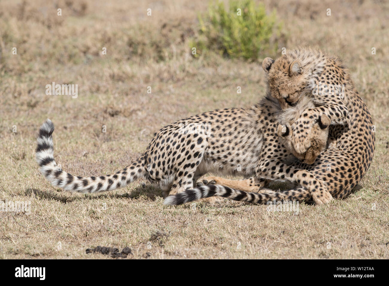 Cheetah siblings playing, Serengeti Stock Photo