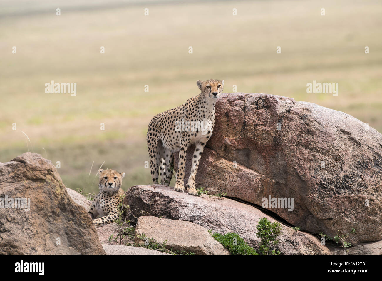 Cheetahs on rocks, Serengeti Stock Photo