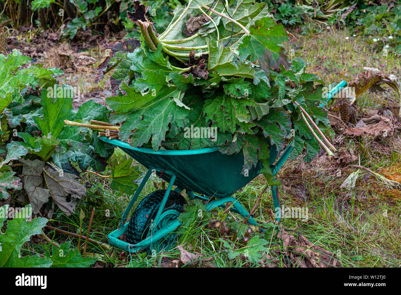 Weeding large Gunnera plants in overgrown garden, County Kerry, Ireland Stock Photo