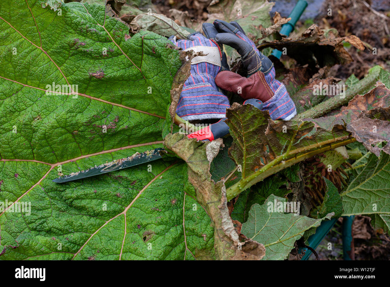 Weeding large Gunnera plants in overgrown garden, County Kerry, Ireland Stock Photo