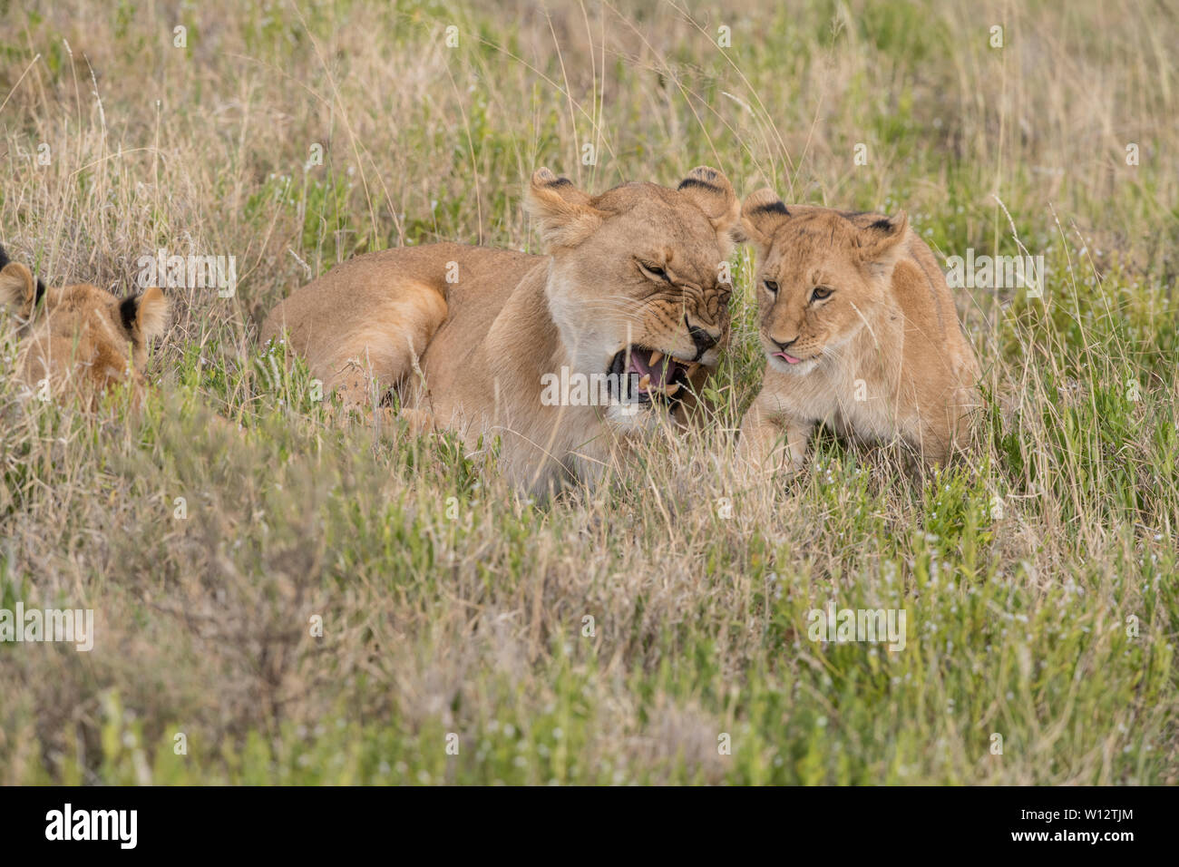 Lioness snarling at cub Stock Photo