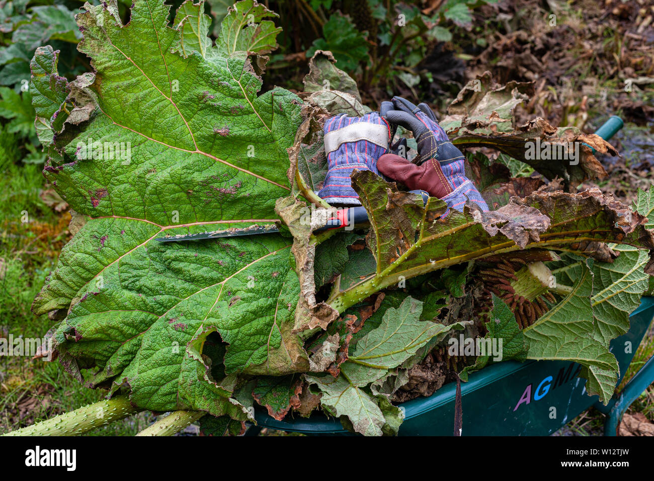 Weeding large Gunnera plants in overgrown garden, County Kerry, Ireland Stock Photo