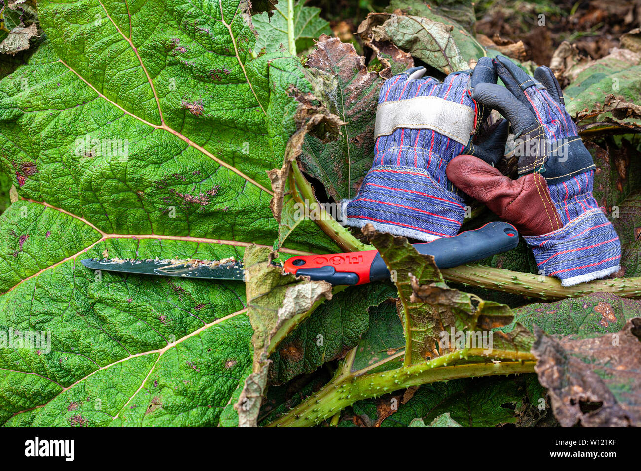 Weeding large Gunnera plants in overgrown garden, County Kerry, Ireland Stock Photo