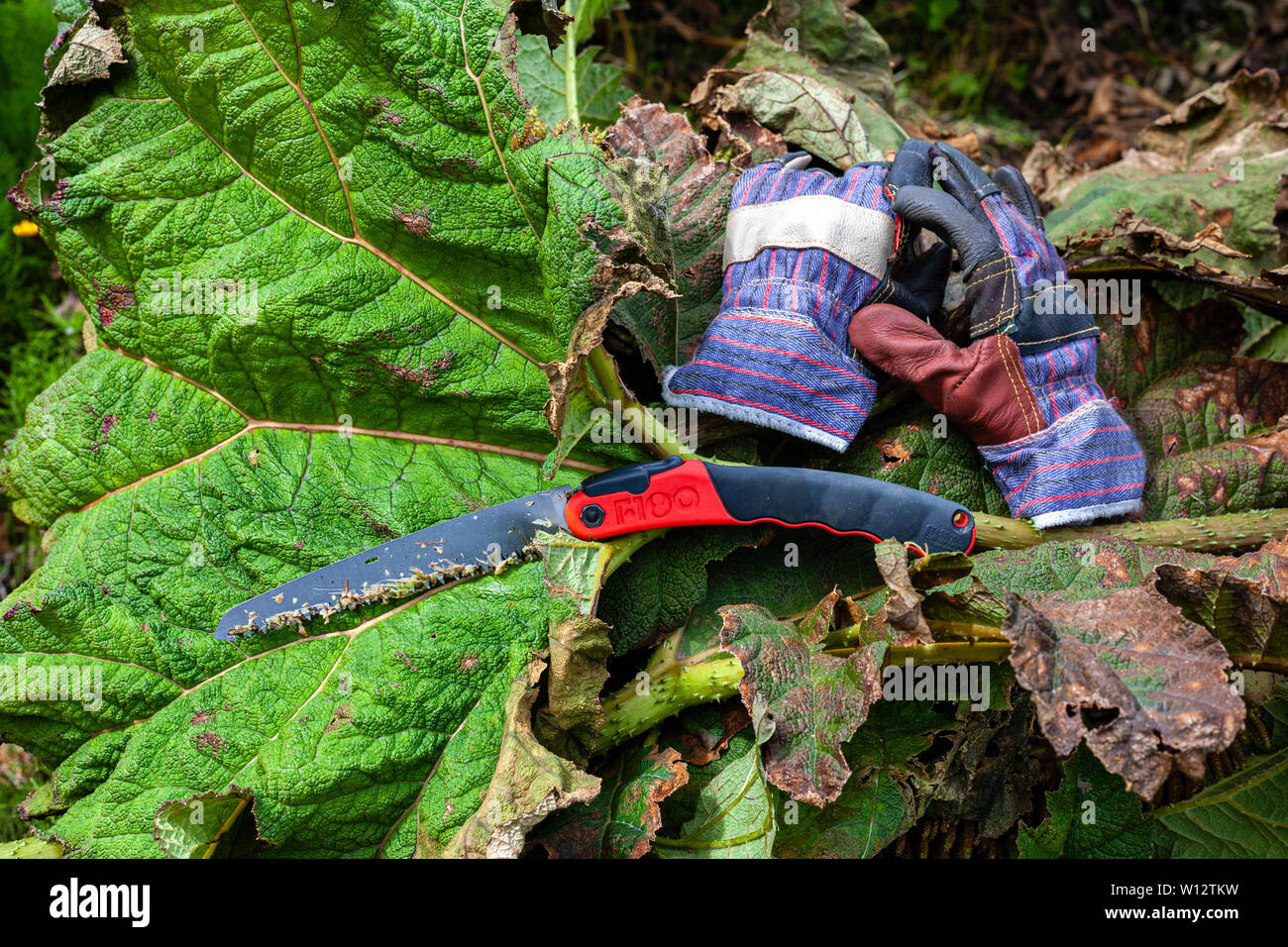 Weeding large Gunnera plants in overgrown garden, County Kerry, Ireland Stock Photo