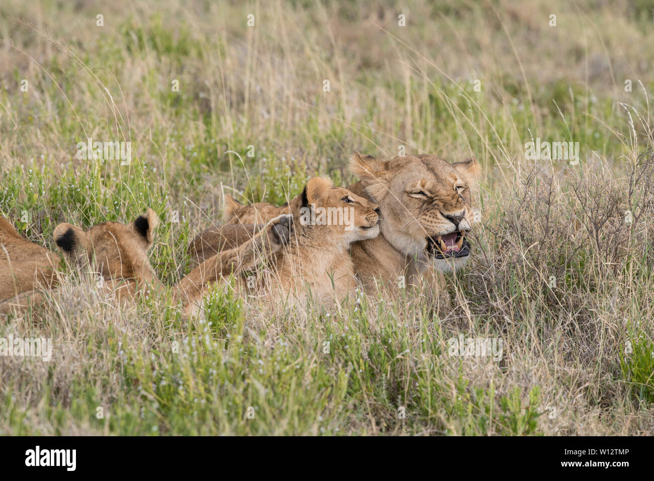 lion-cub-greeting-mom-stock-photo-alamy
