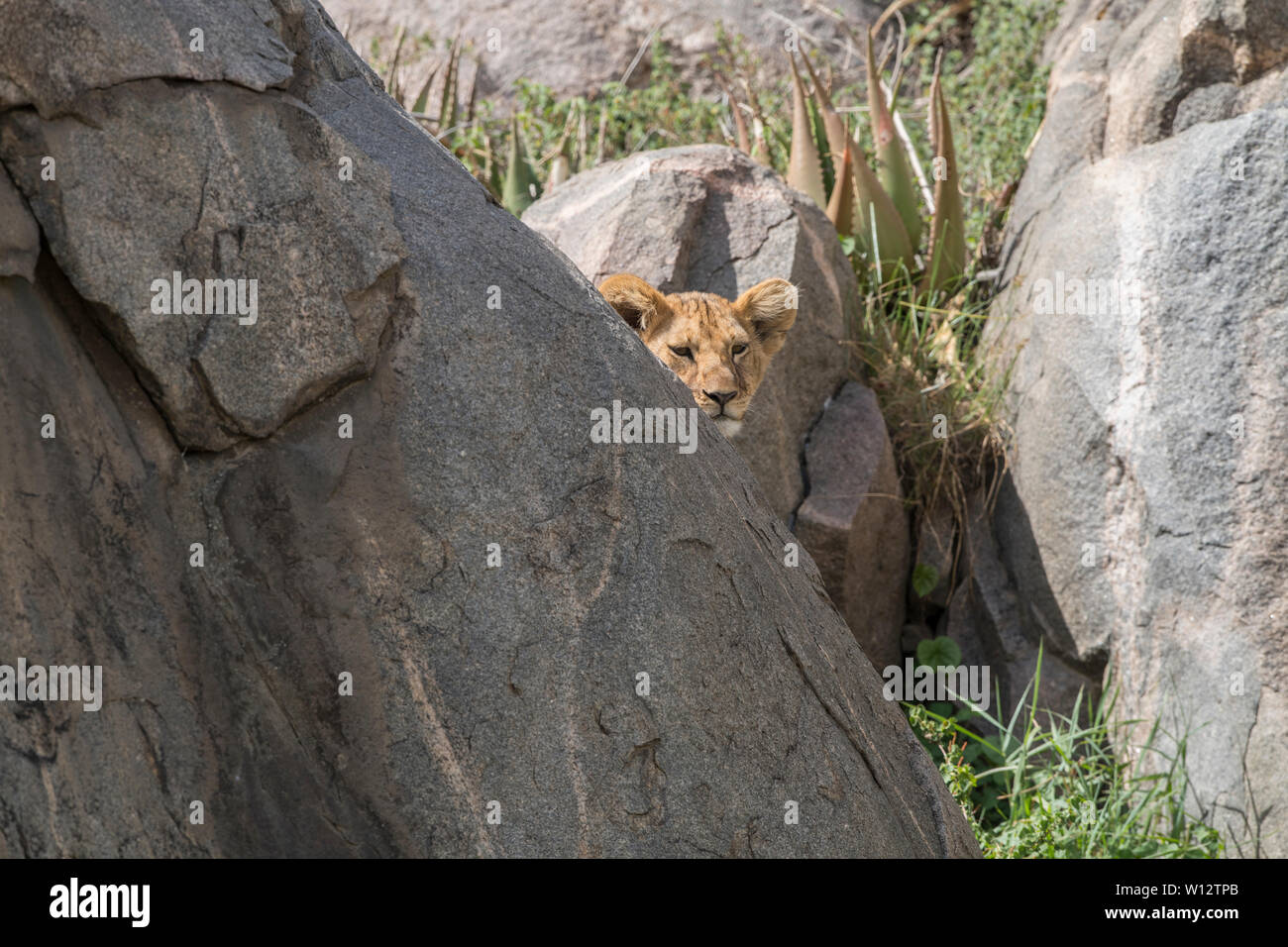 Lion cubs on kopje, Serengeti Stock Photo