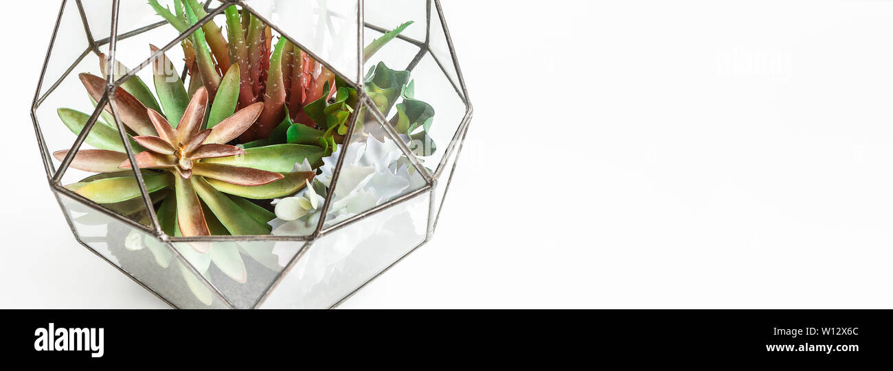 Mini garden in glass florarium, copy space. Stock Photo