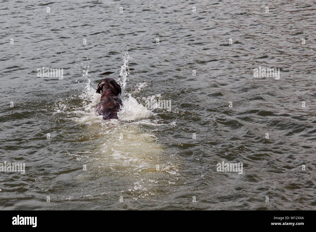 A chocolate labrador splashes as he swims out into Sylvan Lake to fetch a stick and bring it back to the shore. Stock Photo