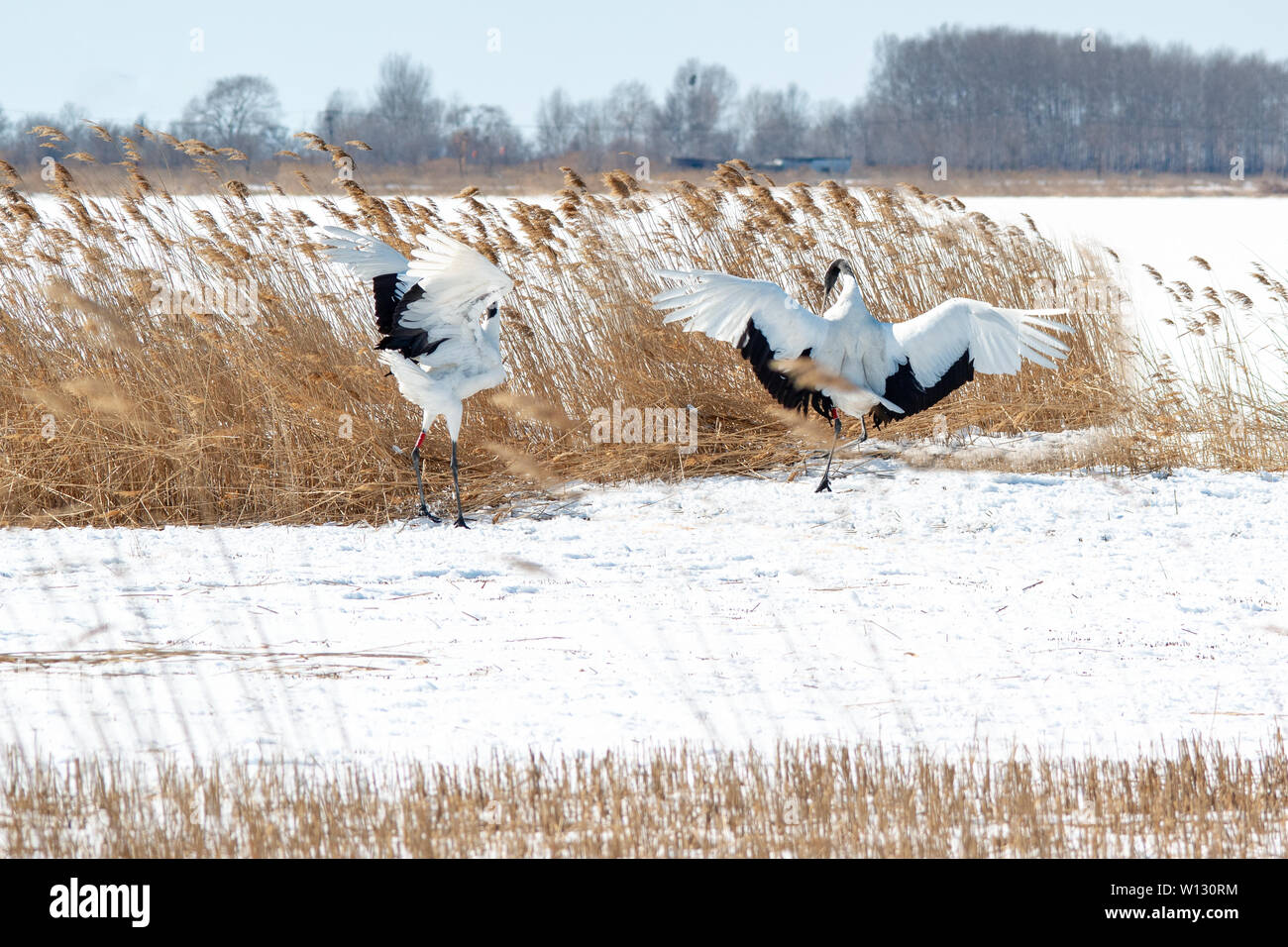 Red crowned crane flying sunset hi-res stock photography and images - Alamy