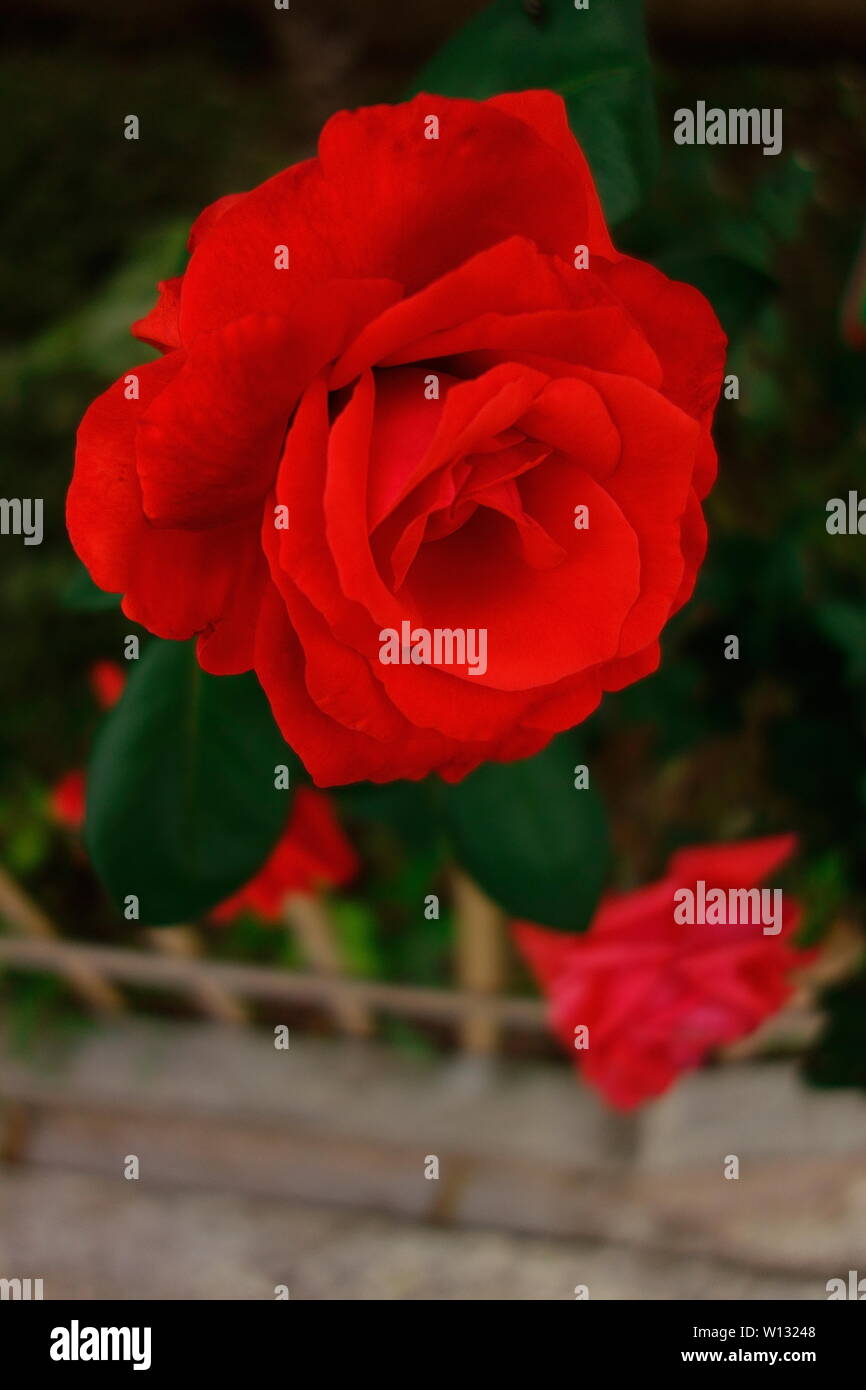 Red moon flower Stock Photo Alamy