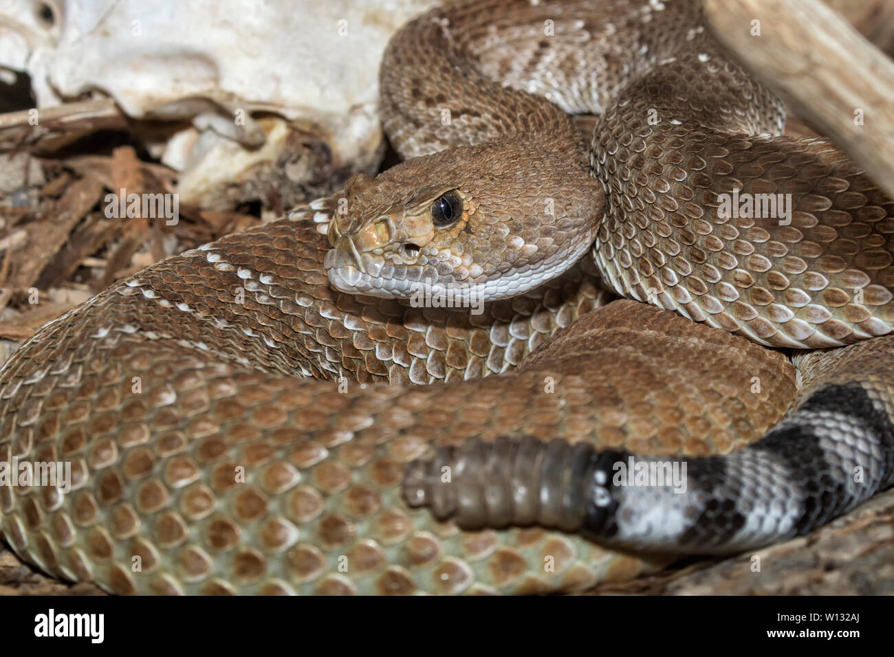 Red diamond rattlesnake (Crotalus ruber) with its rattle Stock Photo
