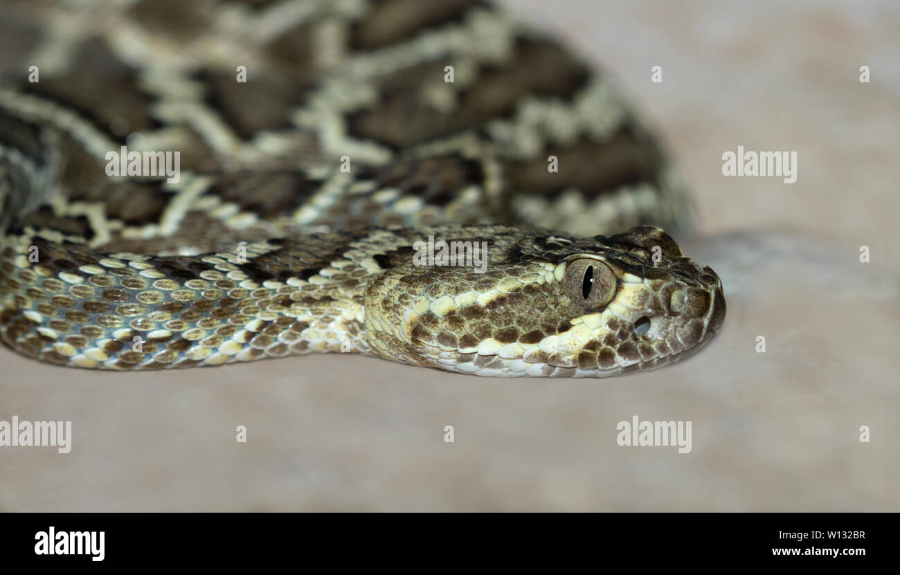 Mojave green rattle snake (Crotalus scutulatus) close up Stock Photo