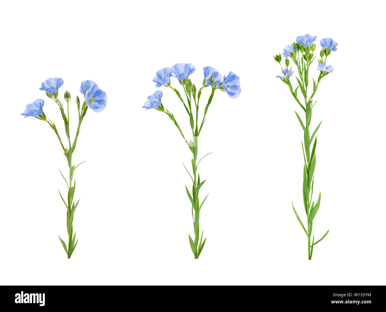 collection of blue flax flowers isolated on white background Stock Photo
