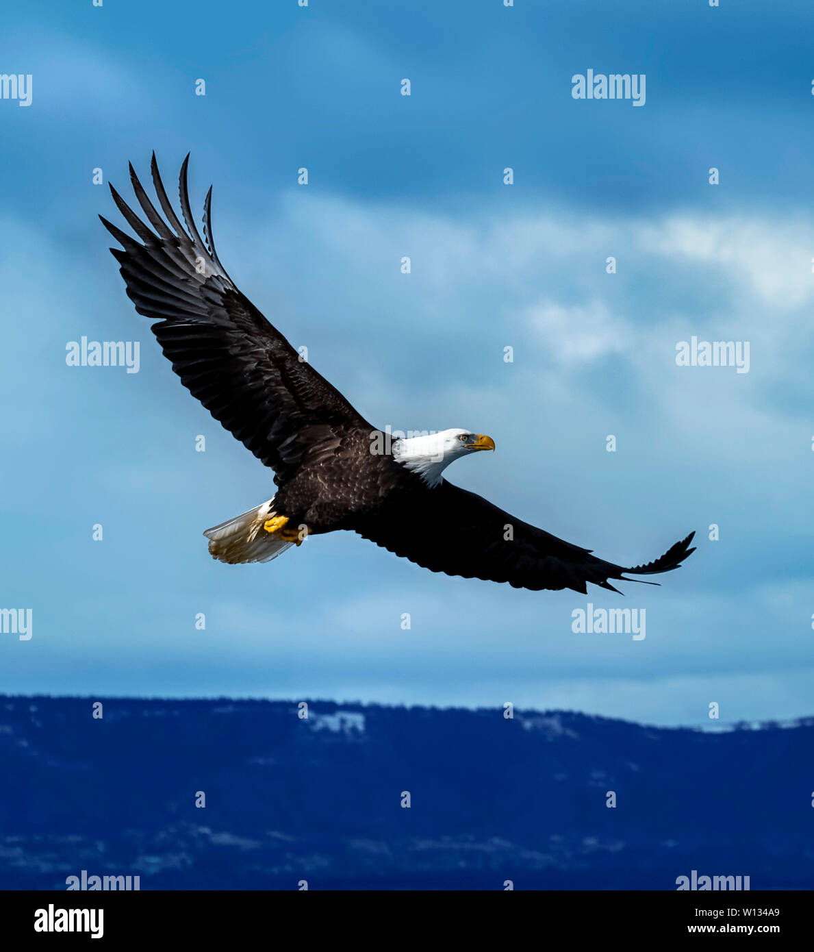 A Bald Eagle looking for food and flying near the Homer Spit on the Kenai Peninsula n Alaska. Stock Photo