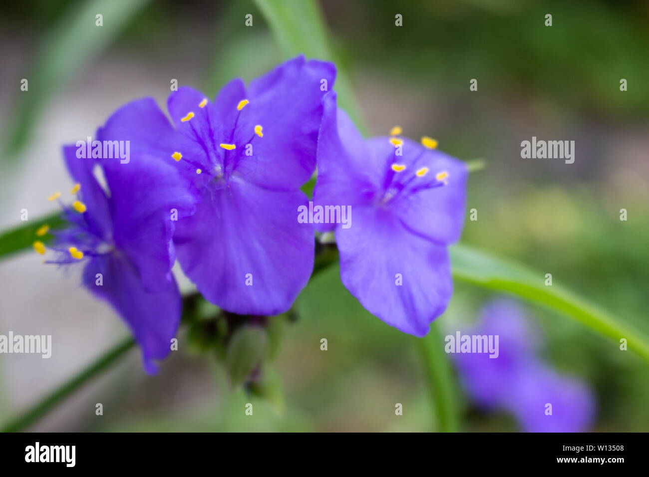 Small twig of blossoming commelina Stock Photo