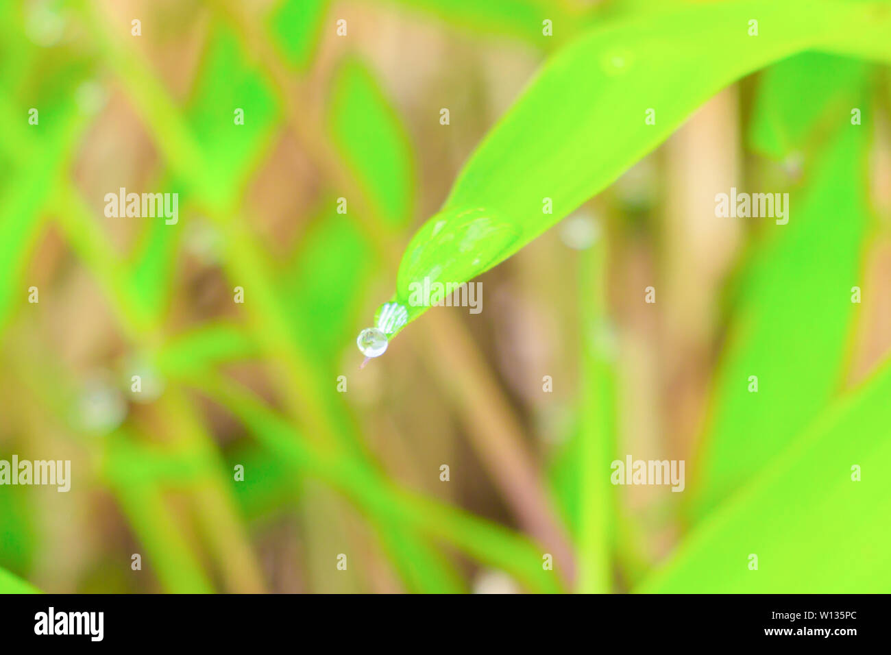 drop of water On the leaf in morning nature beautiful with copy space ...