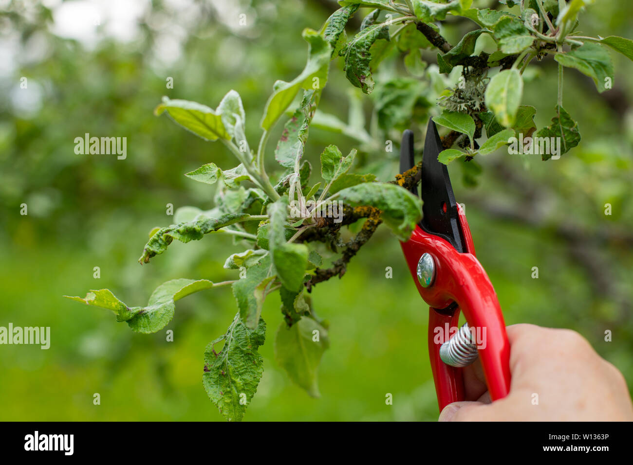 Close up picture of woman's hand holding garden shears, cutting off old branches in the garden