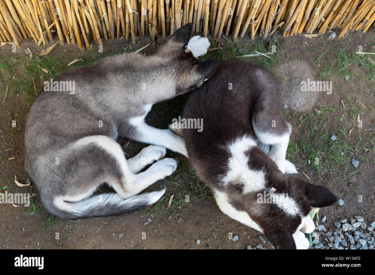 Two Little Husky Dogs Playing In The Backyard Stock Photo