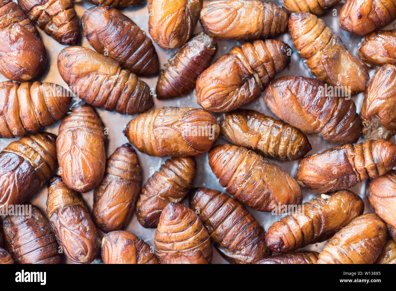 Cicada food hi-res stock photography and images - Alamy