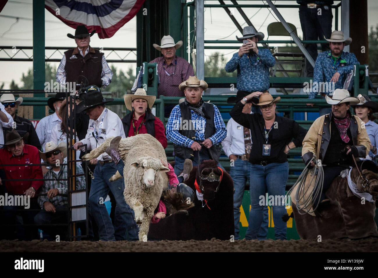 Children ride sheep hi-res stock photography and images - Alamy