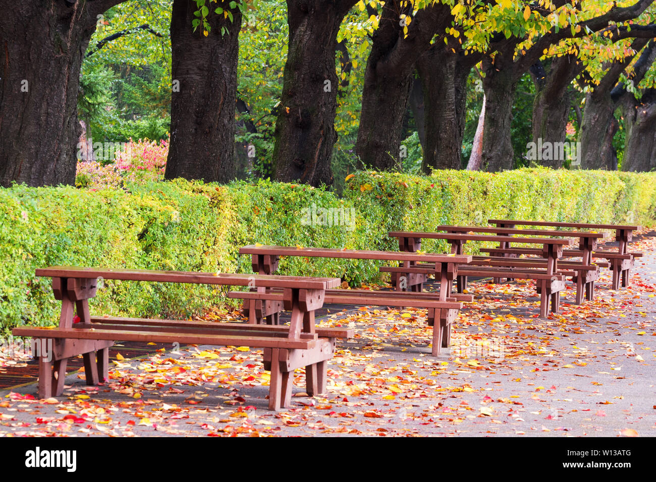 Road With Wood Tables And Benches In Park Stock Photo 258844560