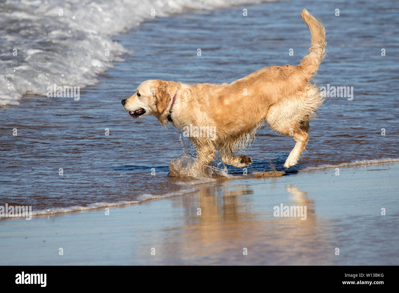 Golden Retriever dog running in water at the beach Stock Photo - Alamy