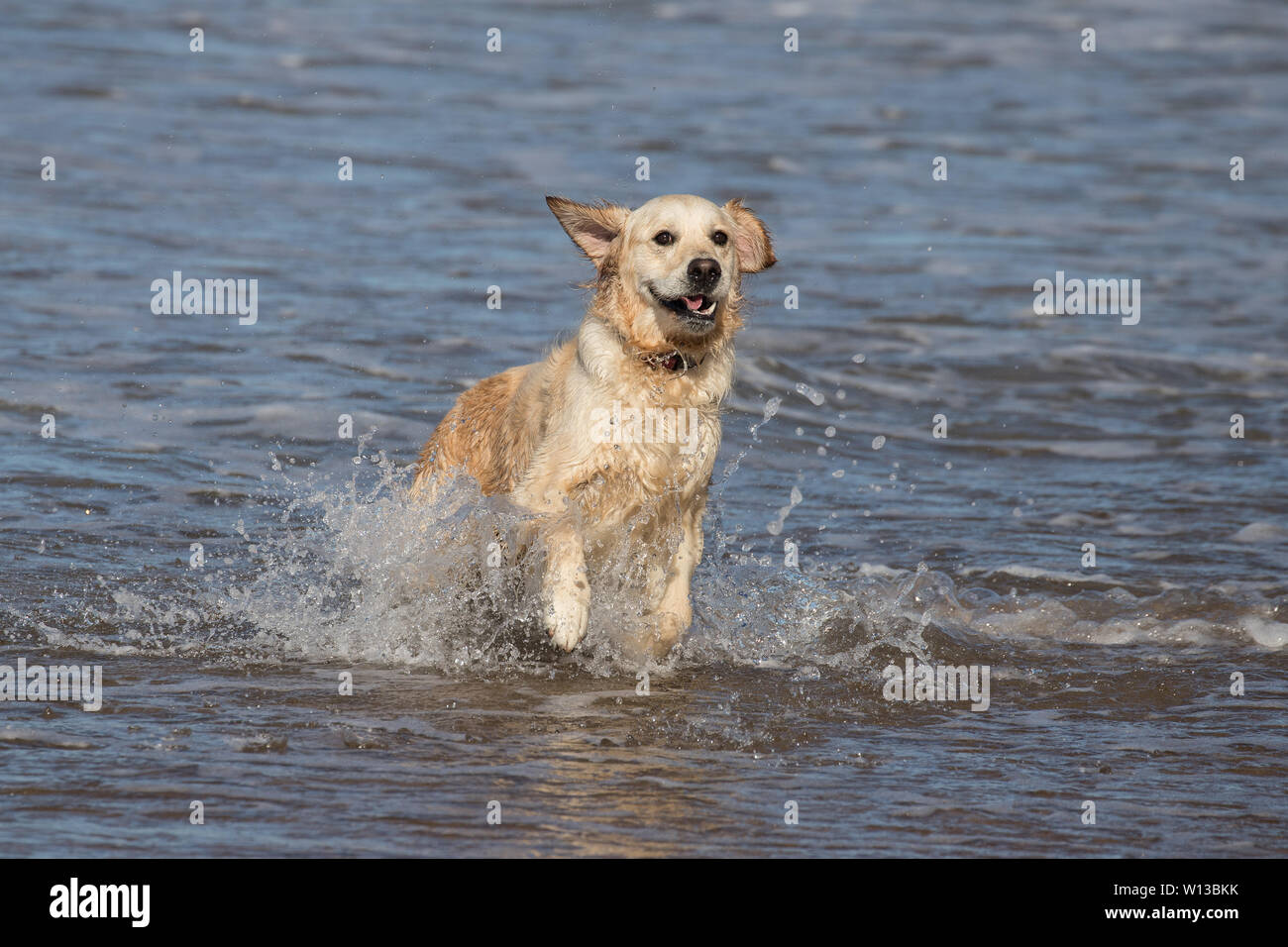 Golden Retriever dog running in water at the beach Stock Photo - Alamy