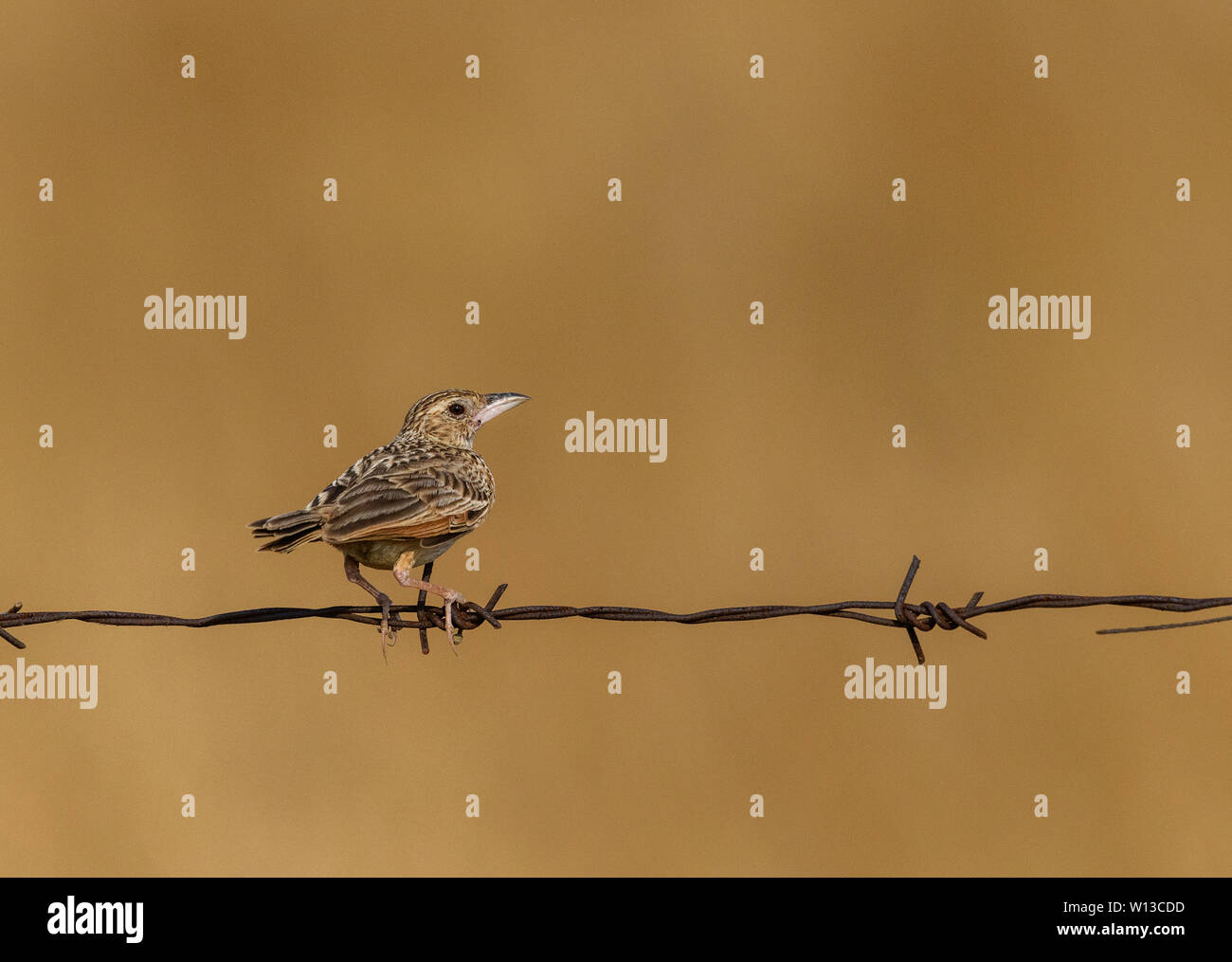 Indian bush lark (Mirafra erythroptera) perched on a rusted boundary spike barbed wiring in koonthankulam, Tamil nadu Stock Photo