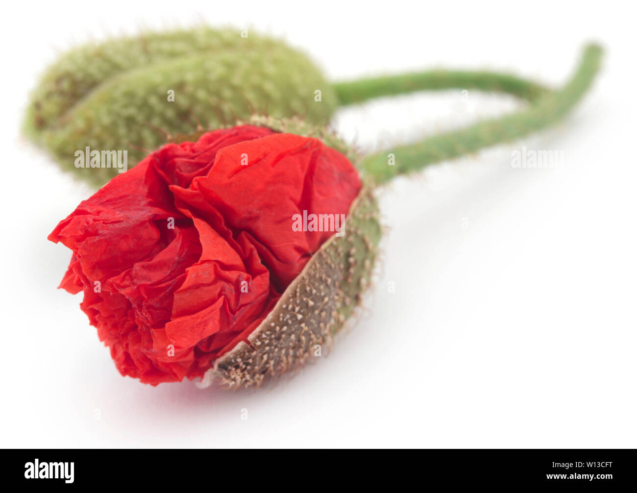Opium poppy flower papaver Cut Out Stock Images & Pictures - Alamy
