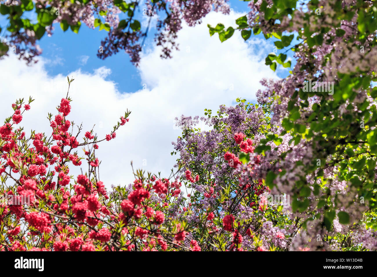 Spring flowers in full bloom Stock Photo Alamy