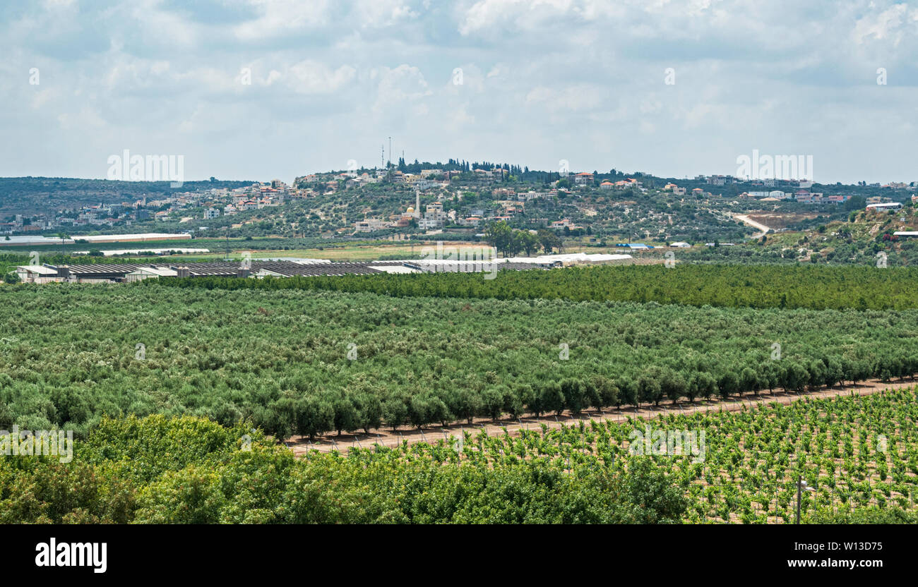 orchards and vineyards of kibbutz magal in the foreground with the Palestinian town of Zeita in the background Stock Photo