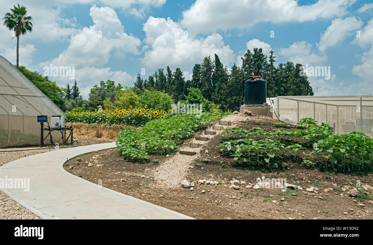 an experimental research area on kibbutz magal in israel showing drip irrigation, shaded greenhouses and outdoor crops with a forest in the background Stock Photo