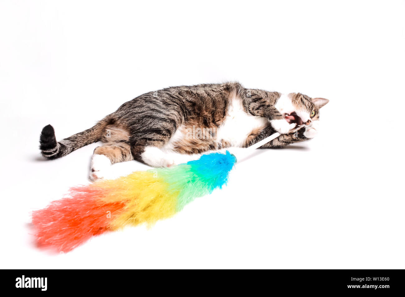 Cat with a brush, a broom for cleaning dust. The concept of cleaning, reluctance to clean, call the cleaner Stock Photo