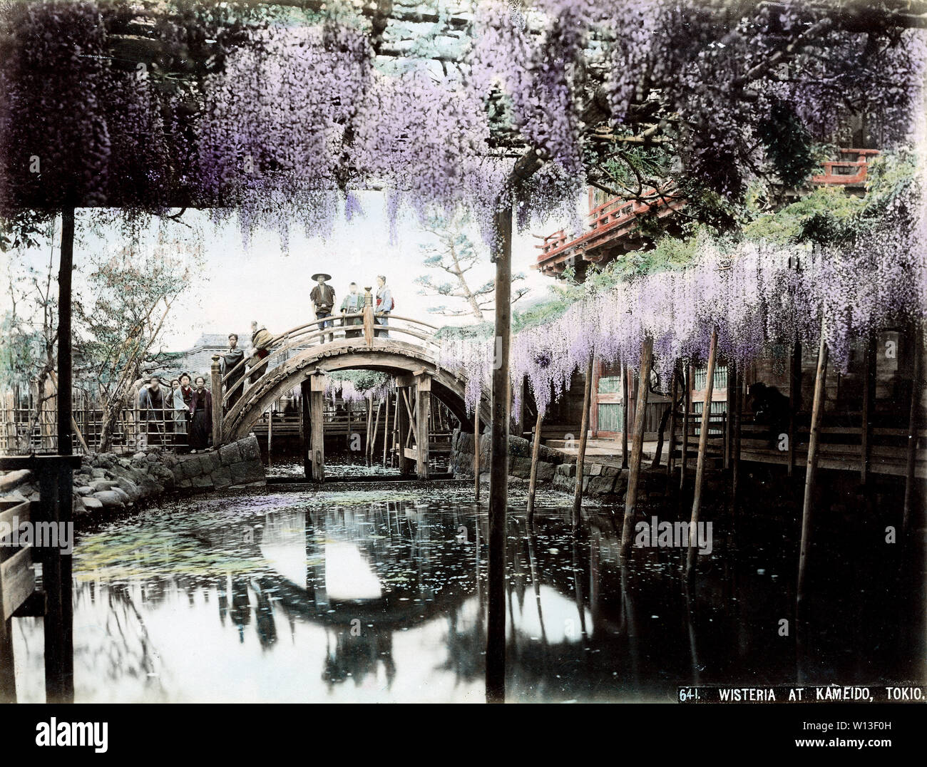 [ 1890s Japan - Wisteria at Kameido Tenjinja, Tokyo ] —   Arched bridge at Kameido Tenjinja Shrine in Tokyo. The Shinto shrine, famous for its bridge and Wisteria, is dedicated to poet scholar and statesman Sugawara no Michizane (845-903). It therefore attracts many students who pray here before their examinations.  19th century vintage albumen photograph. Stock Photo