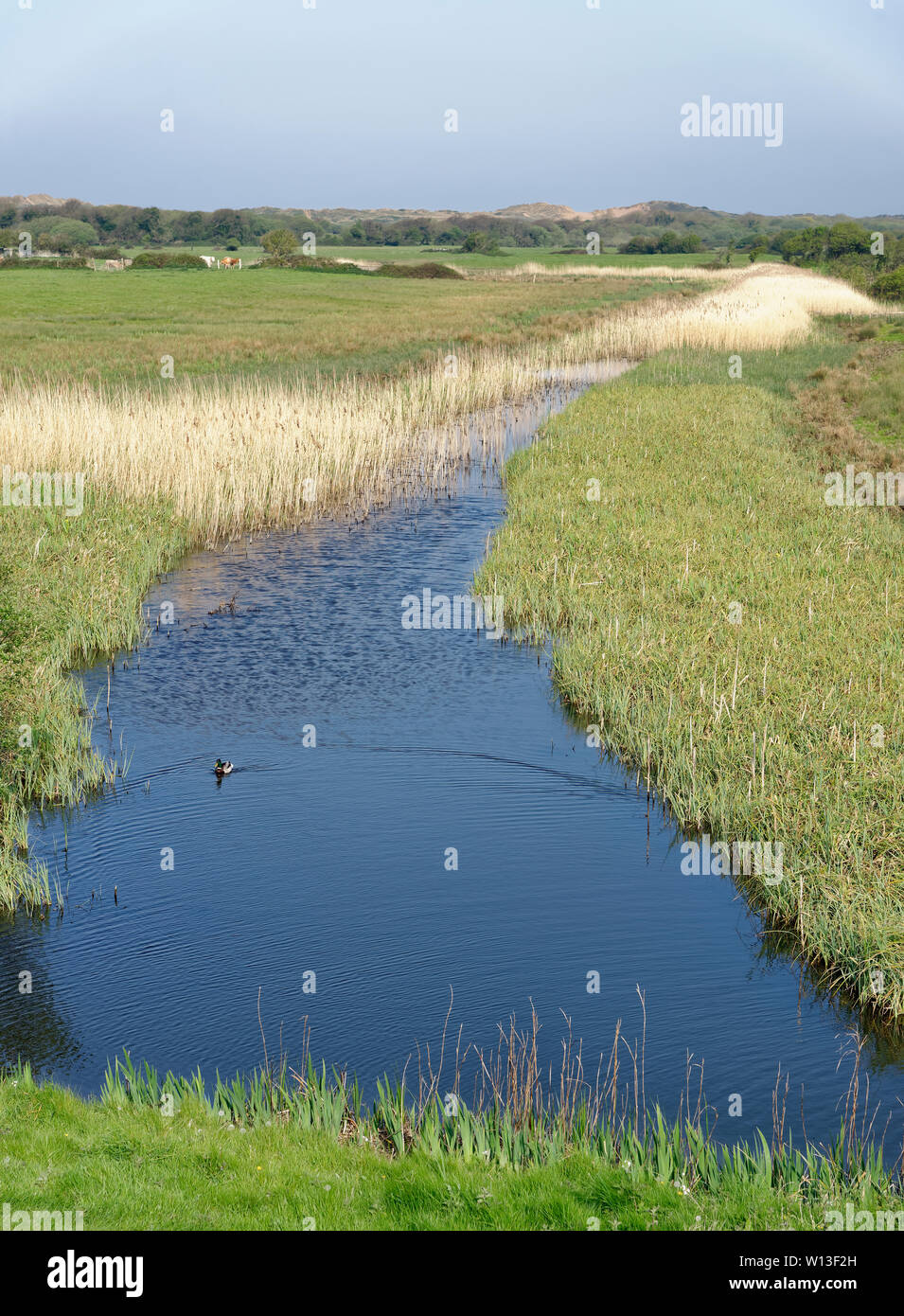 Reed Bed & Drainage Ditch with Sand Dunes Beyond, Braunton Marsh, North