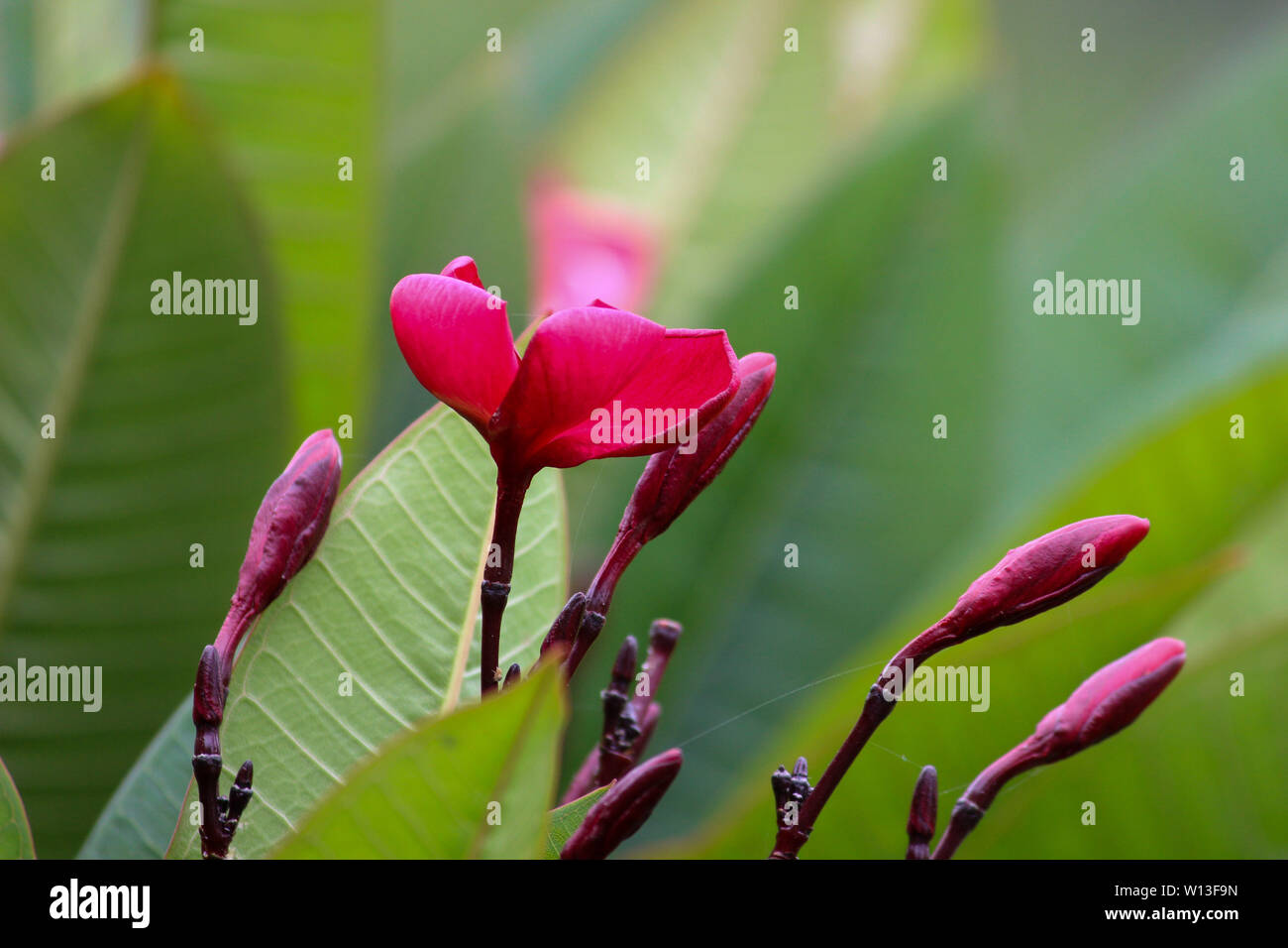 Red Frangipani Flower And Buds Stock Photo Alamy