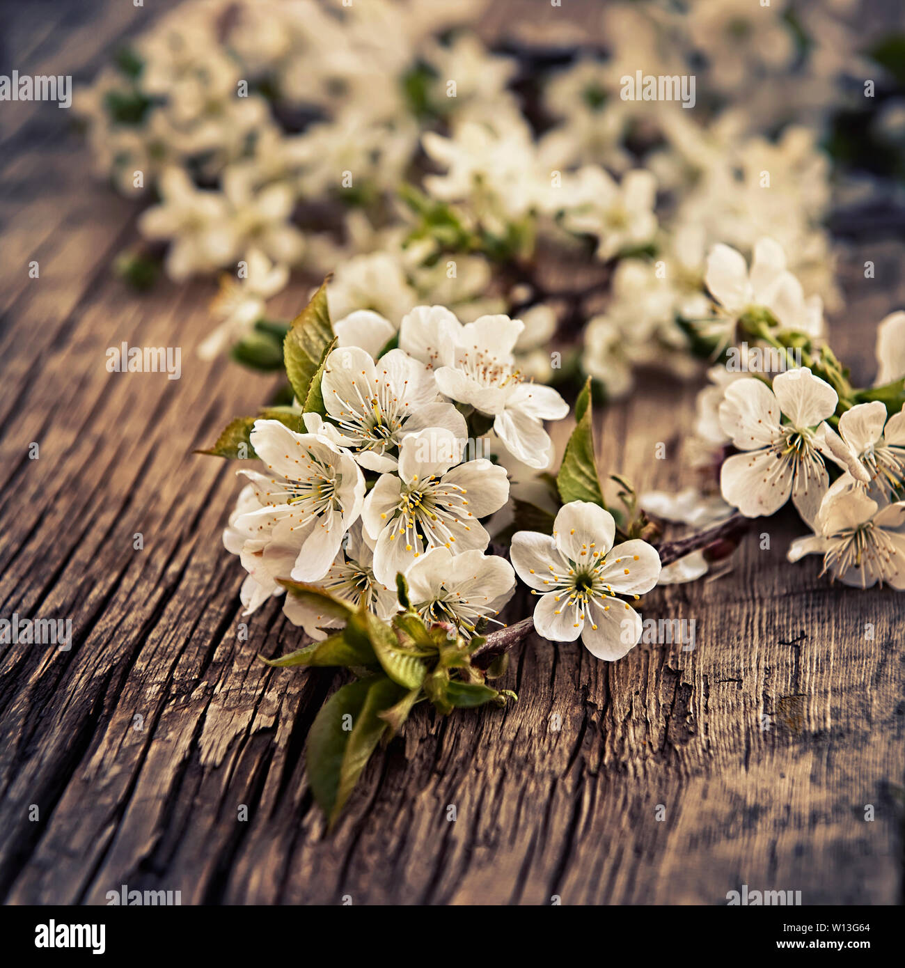 Cherry blossom branch hi-res stock photography and images - Alamy