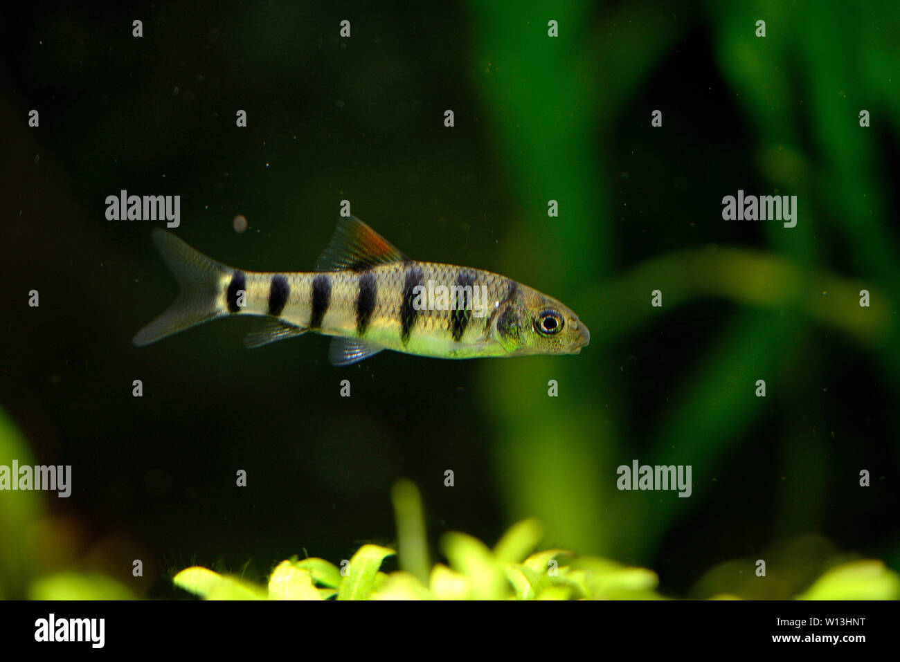 Barb fish hi-res stock photography and images - Page 7 - Alamy